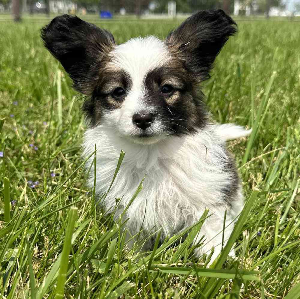 carousel pet images