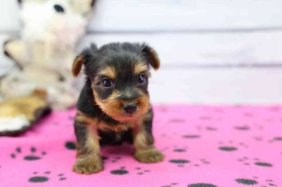 Yorkie
