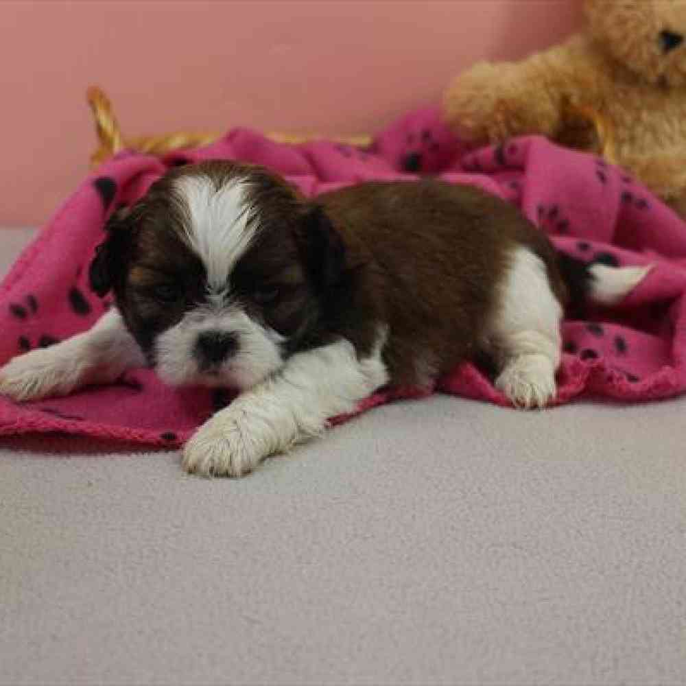 carousel pet images