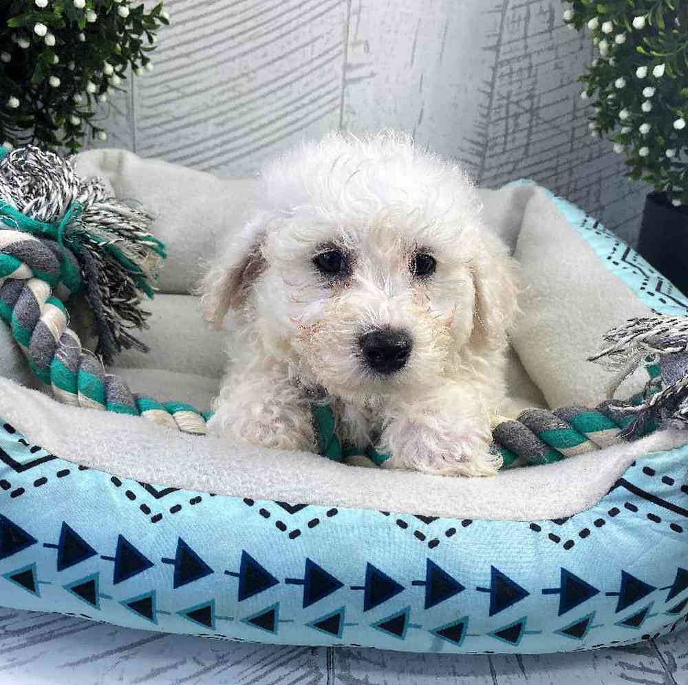 carousel pet images