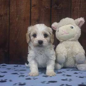 Cavachon