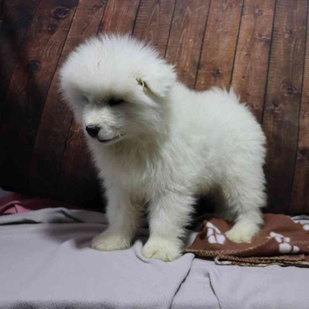 Male Samoyed Puppy for Sale in Millersburg, IN