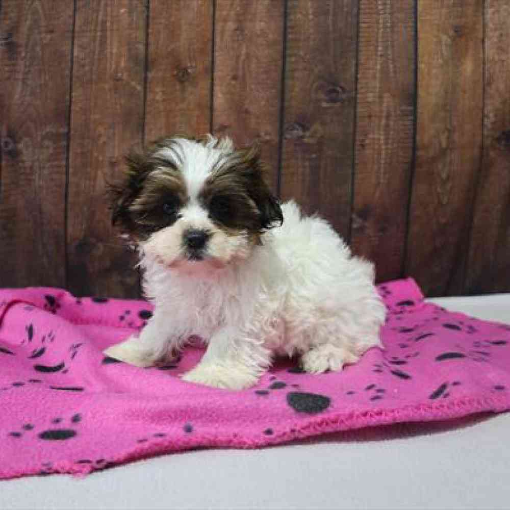 carousel pet images