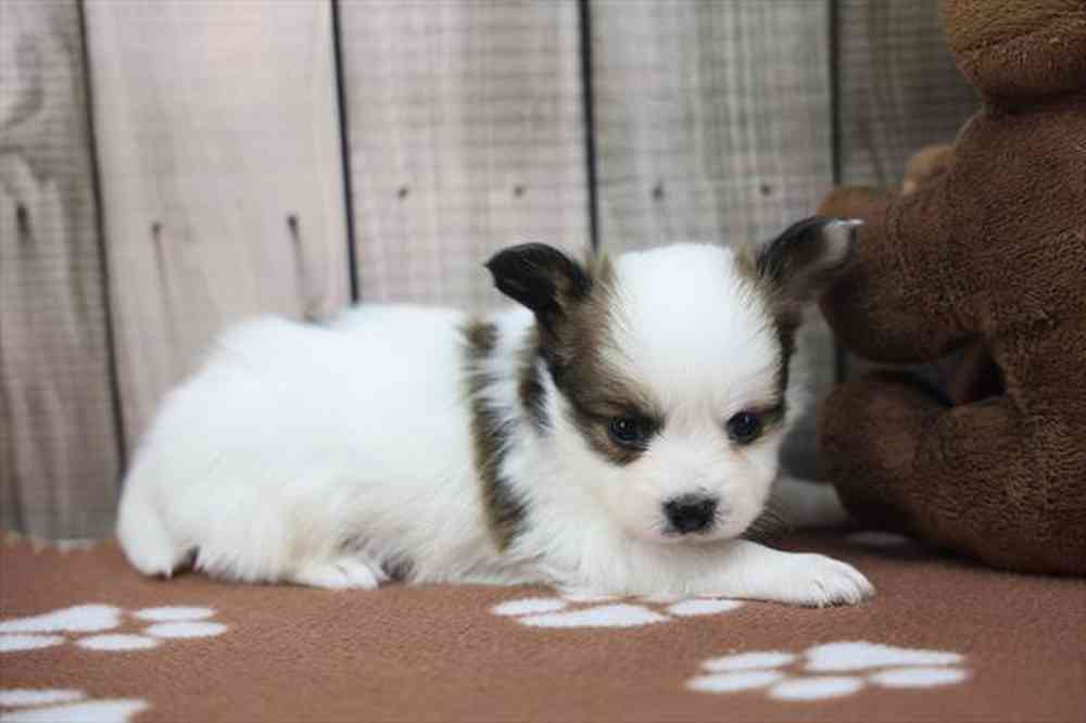 carousel pet images