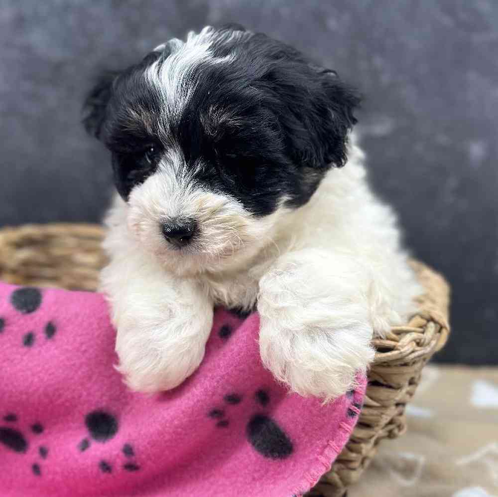 Female Sammypoo Puppy for Sale in Millersburg, IN