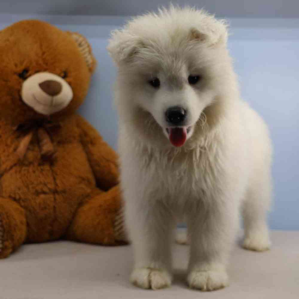 carousel pet images