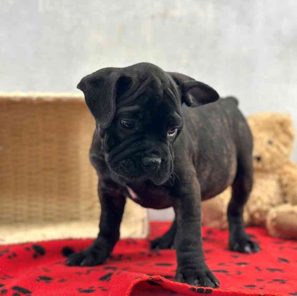 Male 1/4 Bullmastiff- 3/4 French Bulldog Puppy for Sale in Millersburg, IN