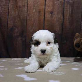 Maltipoo