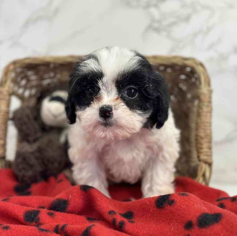carousel pet images