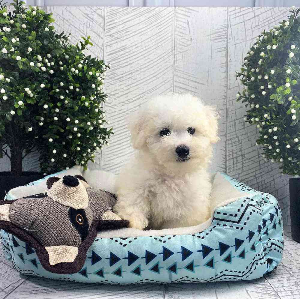 carousel pet images