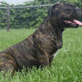 French Bulldog Mix