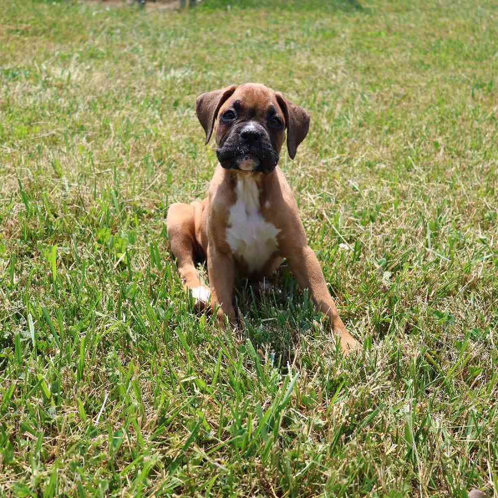 Female Boxer Puppy for Sale in Millersburg, IN