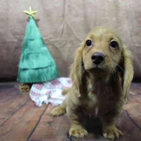 Dachshund