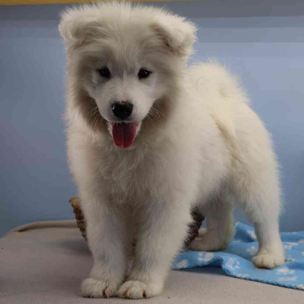 Male Samoyed Puppy for Sale in Millersburg, IN