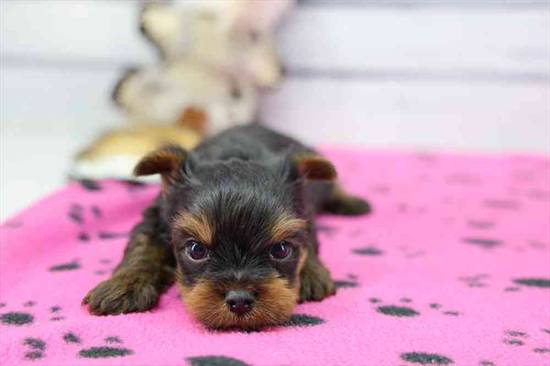 Yorkie