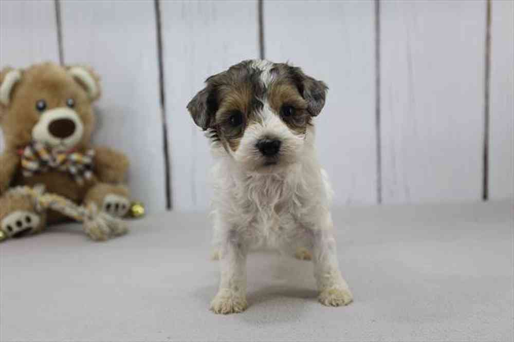 Image of a pet breed in the gallery