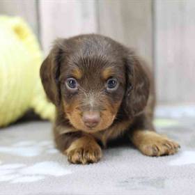 Dachshund