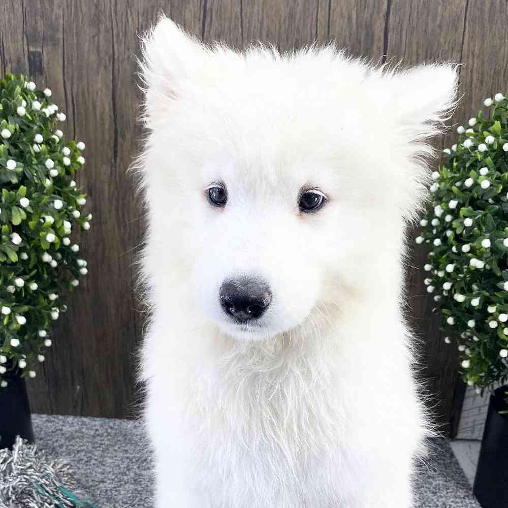 Female Samoyed Puppy for sale