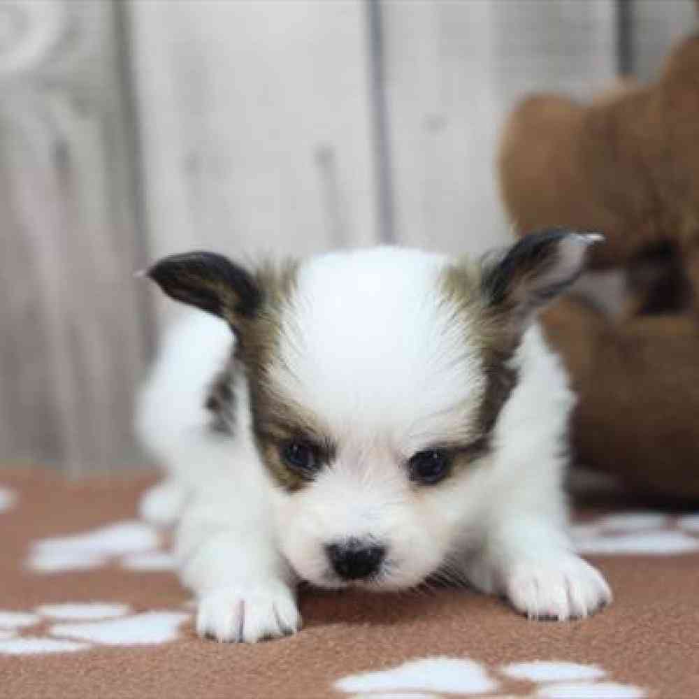 carousel pet images
