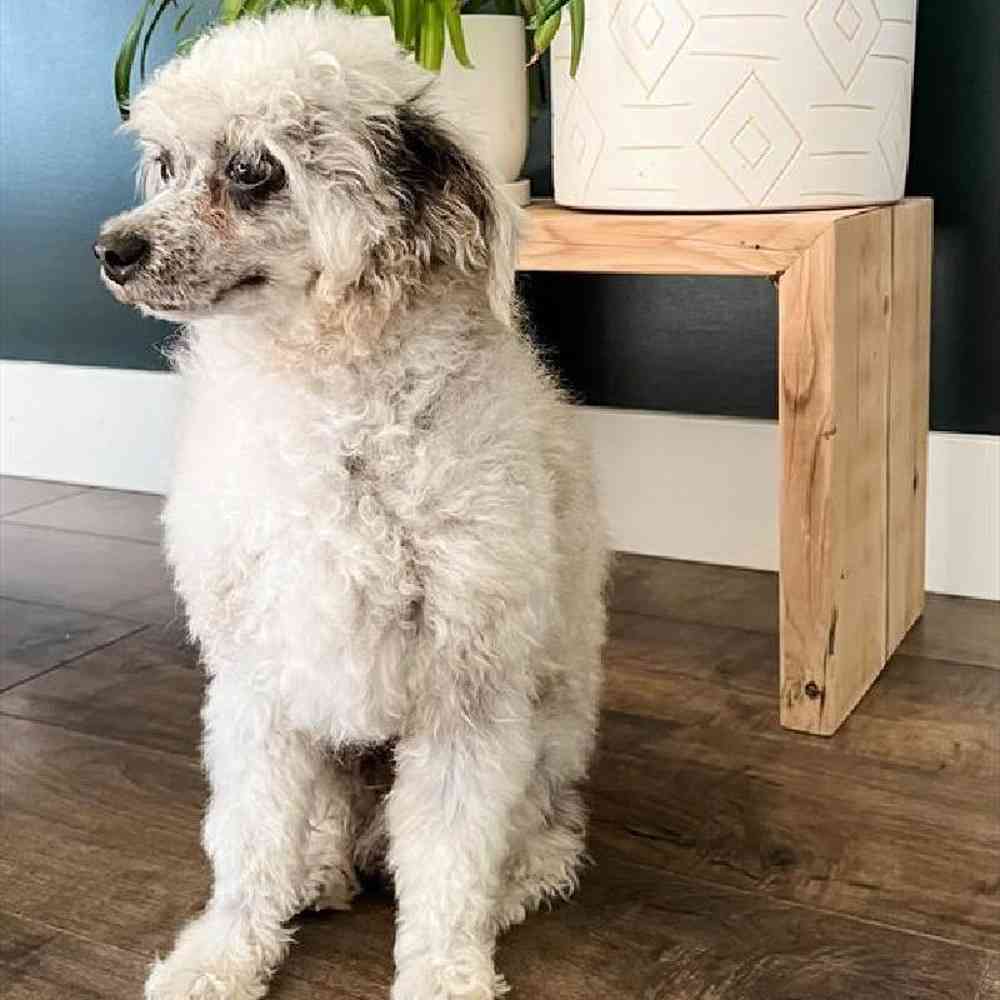 carousel pet images