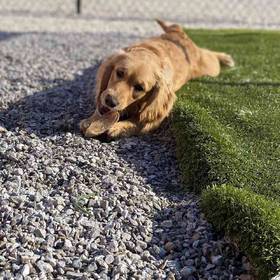 Dakota Sport Retriever