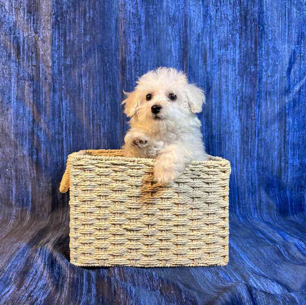 Male Bichon Puppy for Sale in Millersburg, IN