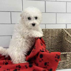 Bichon