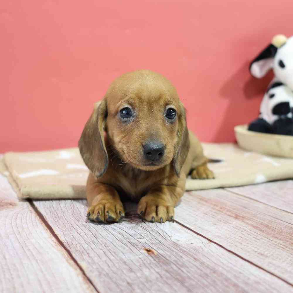 Female Dachshund Puppy for Sale in Millersburg, IN