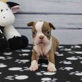 Boston Terrier