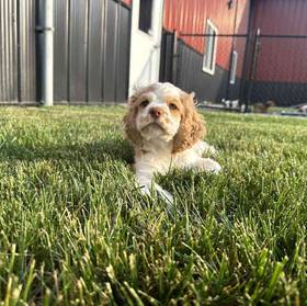 Cocker Spaniel