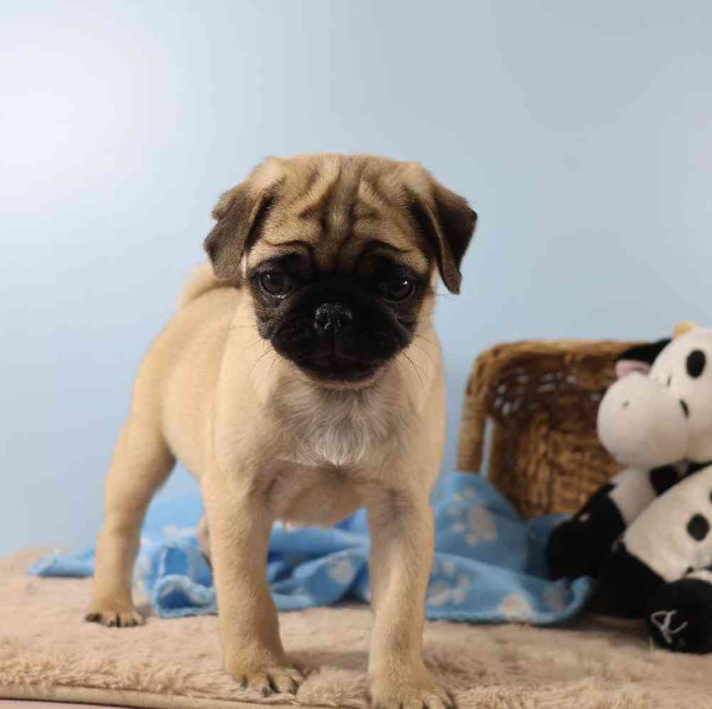 Male Pug Puppy for Sale in Millersburg, IN
