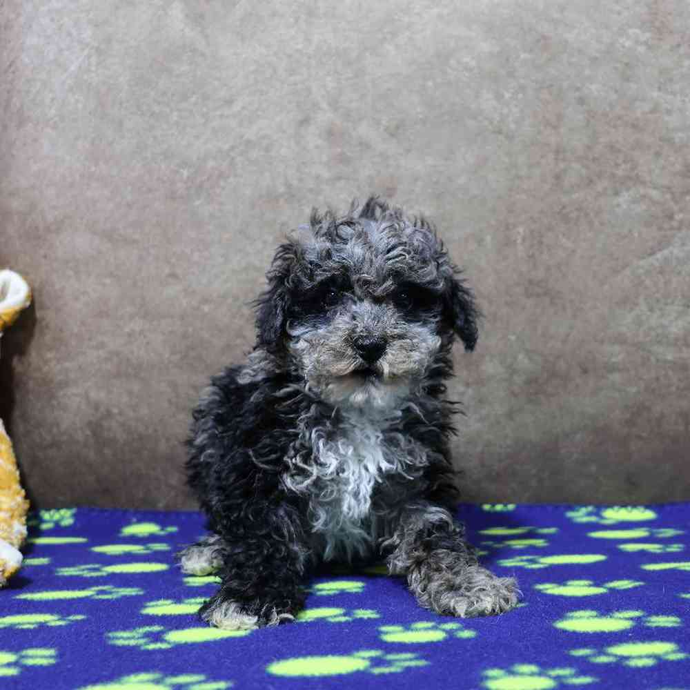 Male Mini Poodle Puppy for Sale in Millersburg, IN