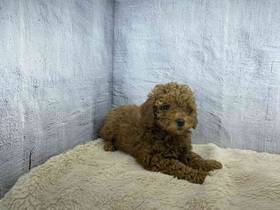 Mini Poodle