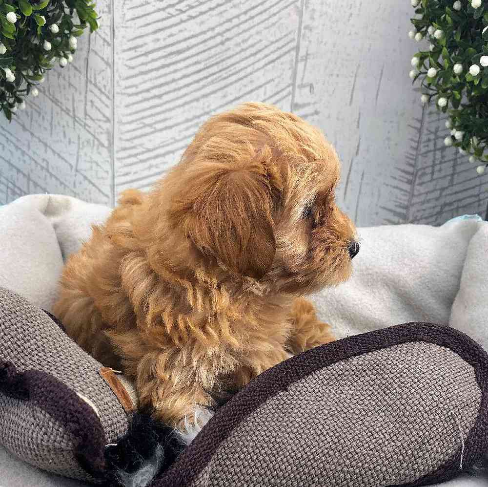 carousel pet images