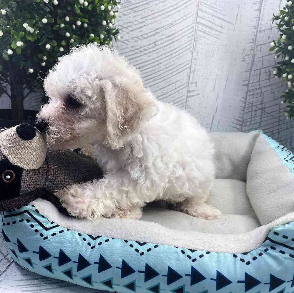 carousel pet images