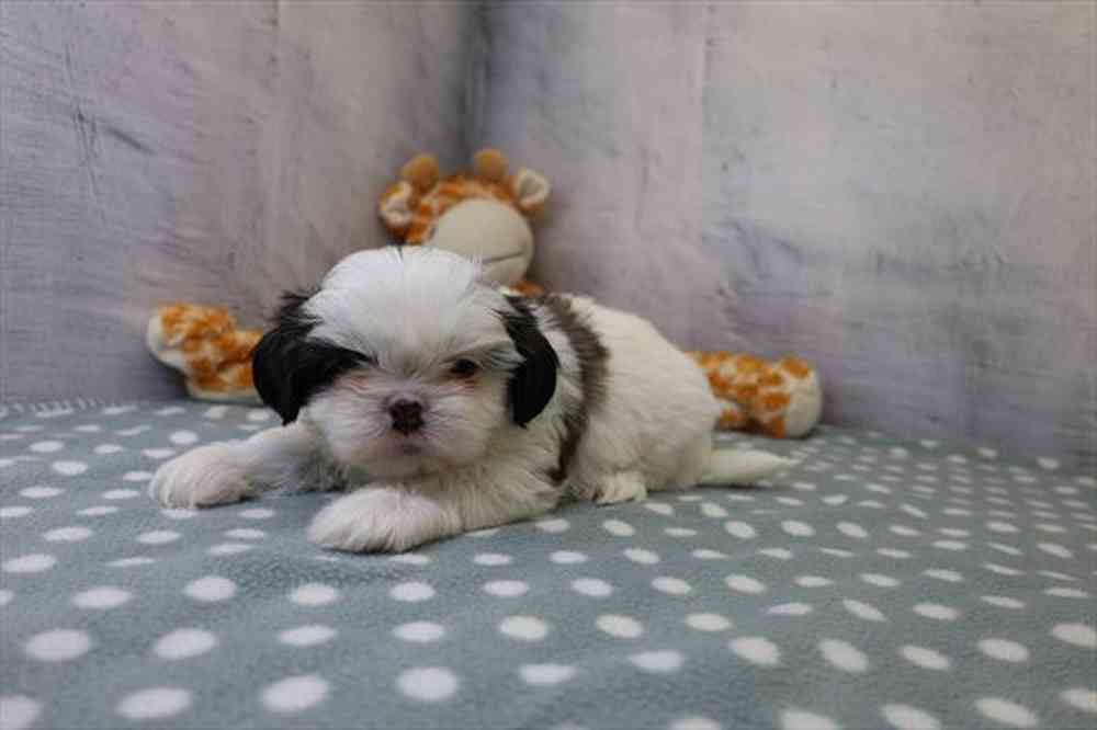 carousel pet images