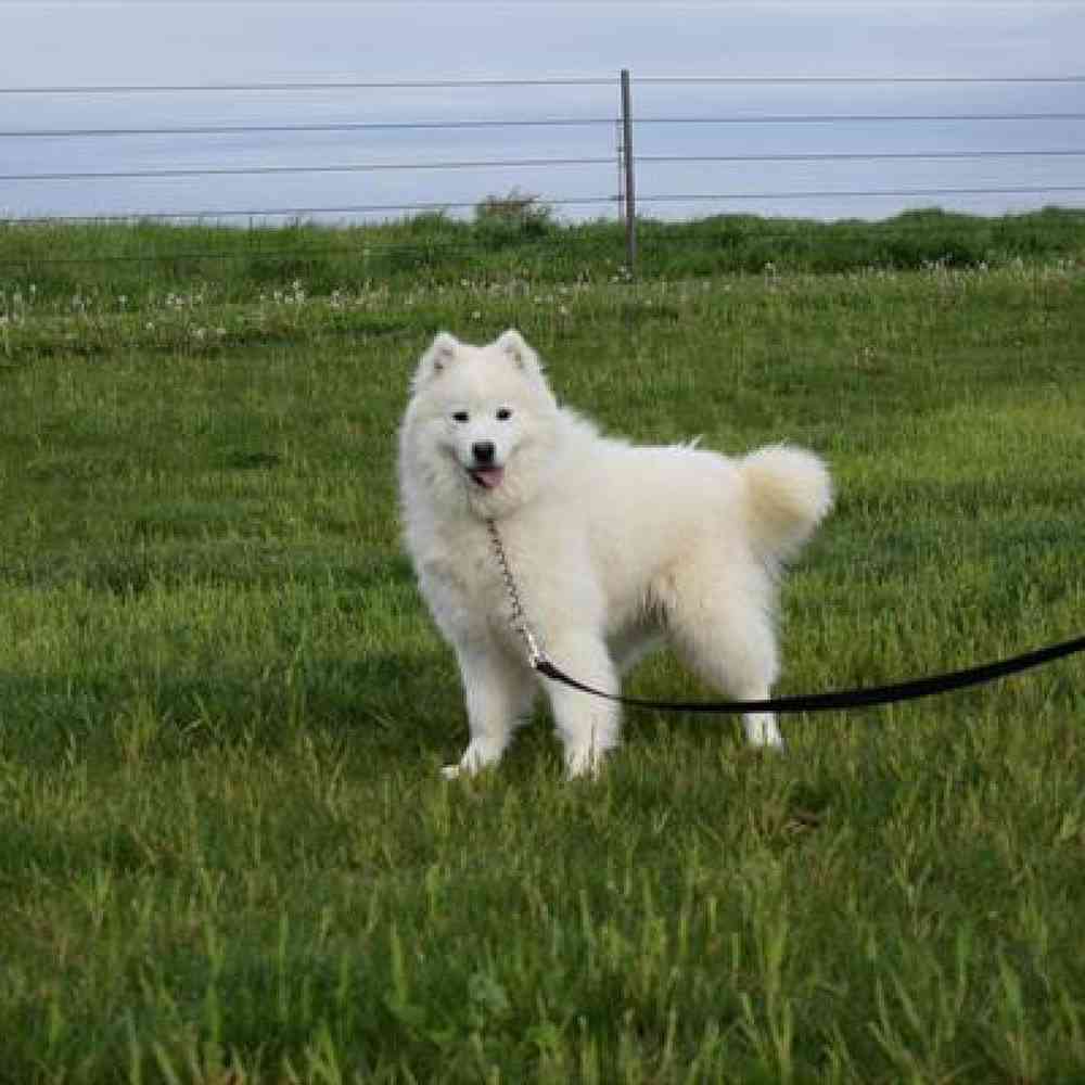 Female Samoyed Puppy for sale