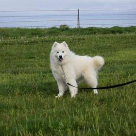 Samoyed