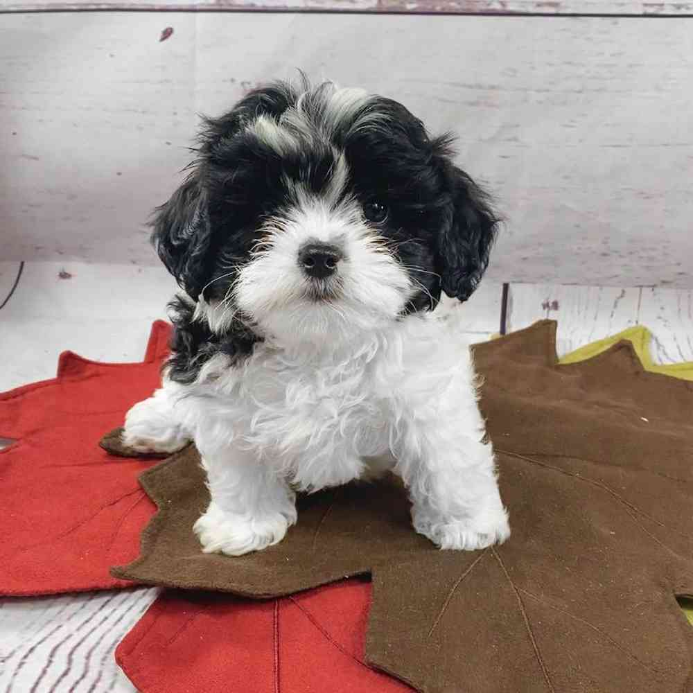 Male Shichon Puppy for sale