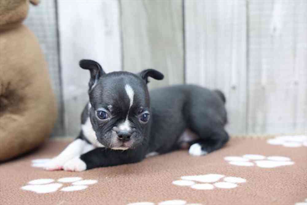 pet-img