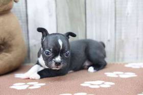 Boston Terrier