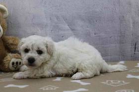 Bichon