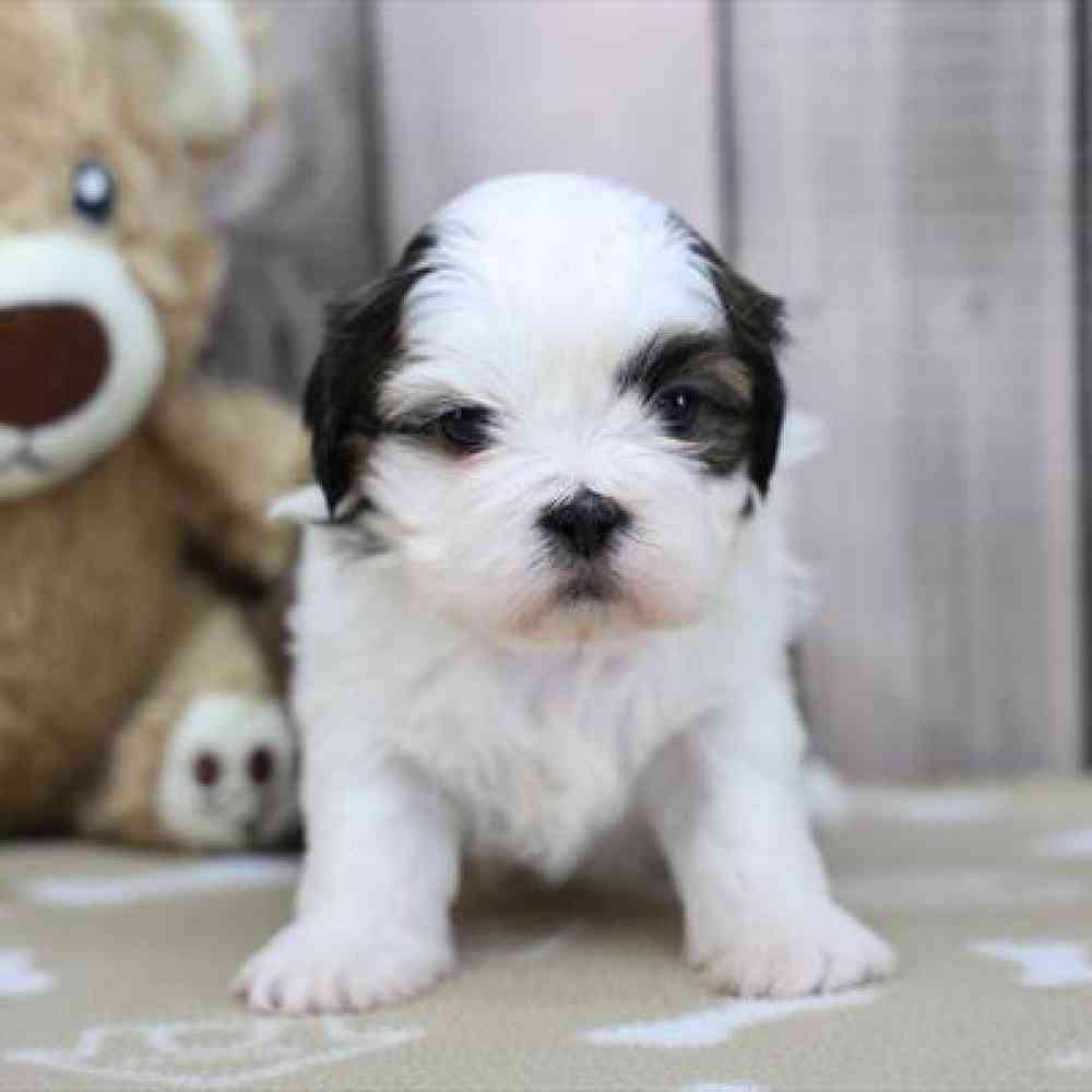 Image of a pet breed in the gallery