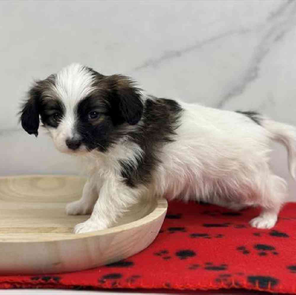 carousel pet images