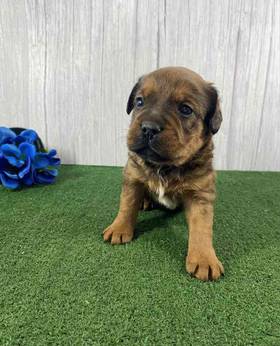 3/4 Frenchie 1/4 Bull Mastiff