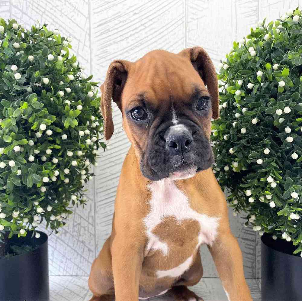 carousel pet images