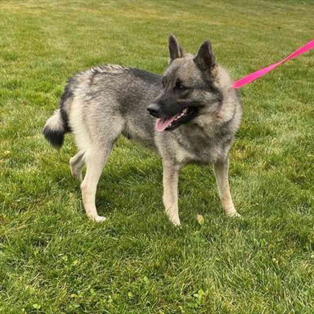 Male Norwegian Elkhound Puppy for Sale in Millersburg, IN