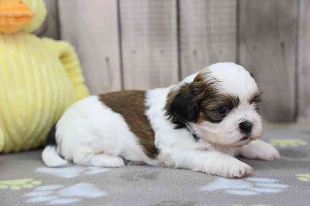 carousel pet images