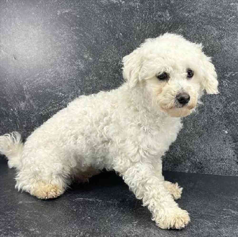 Male Bichon Puppy for Sale in Millersburg, IN