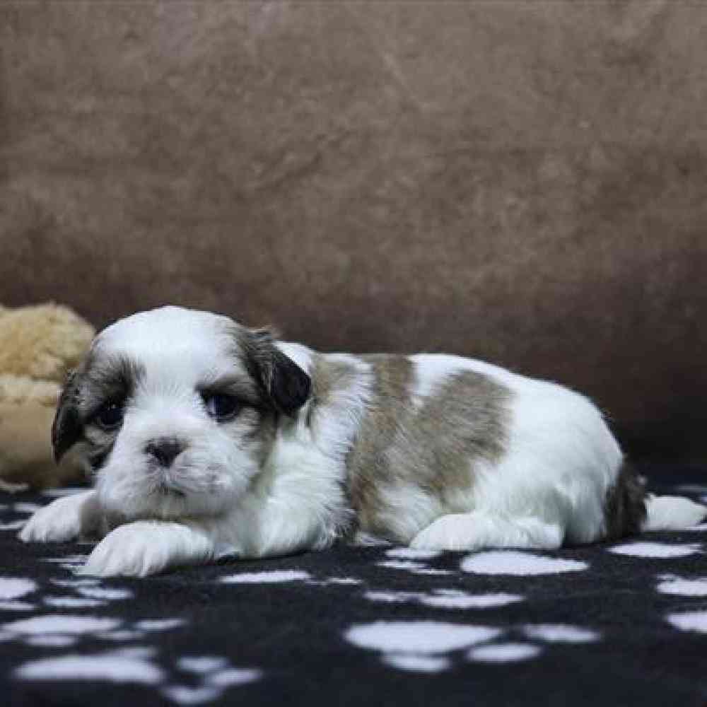 carousel pet images